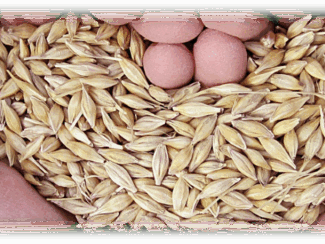 {{brizy_dc_image_alt entityId=